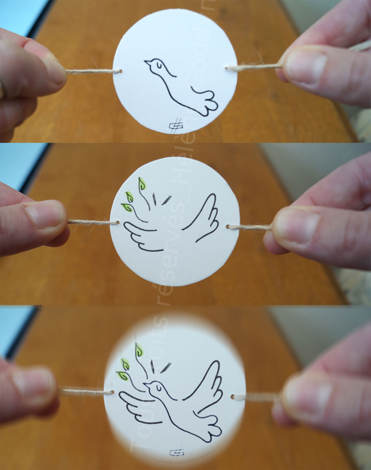 au-fil-de-la-vie-pour-en-tracer-l-essentiel_helene-goddyn_thaumatrope-ou-roue-a-miracle-oiseau